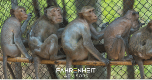 Updated: Five Monkeys in a Cage (And One Important Business Lesson)